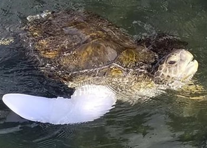 ���������֫���ѿ��������ɳ�Ӿ��