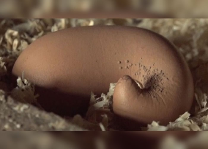 ����������β��Ť������������С������