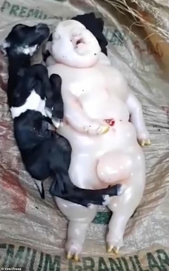 ���ɱ�ũ��������ɽ����¡����˰�������������