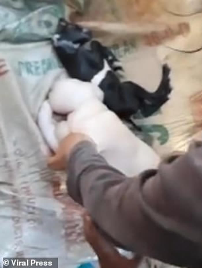 ���ɱ�ũ��������ɽ����¡����˰�������������