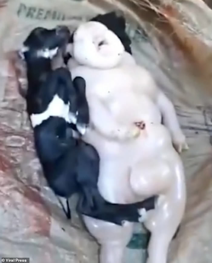 ���ɱ�ũ��������ɽ����¡����˰�������������