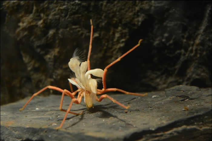 一只约15公分左右的南极海蜘蛛(Ammothea glacialis)身上长了好几只有柄藤壶(stalked barnacles),这重量负担使他走得相当辛苦。