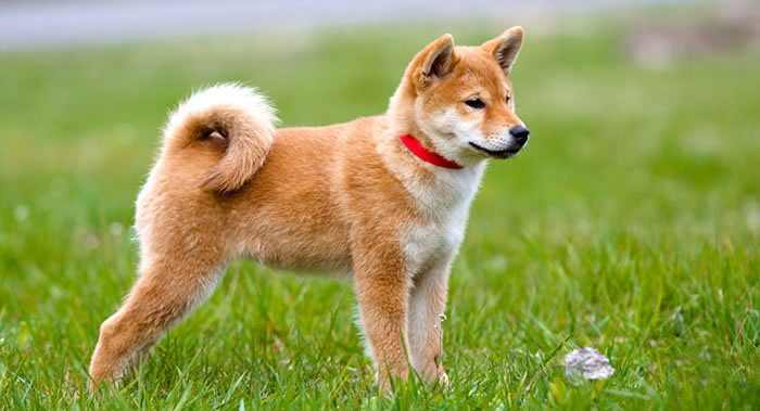 ��Veterinary Parasitology����־����ѧ�ҽ�ʾ�޹���Σ�� ����������Ѵ��ؼ�