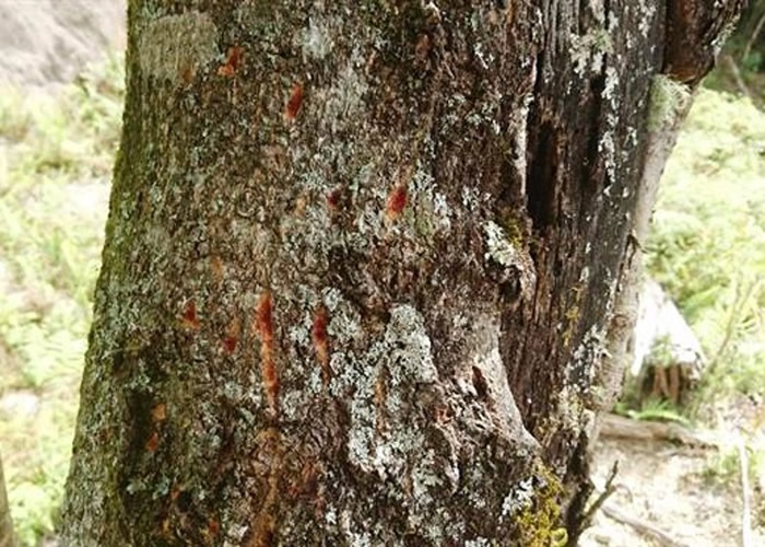 ����������������צ�ۡ�