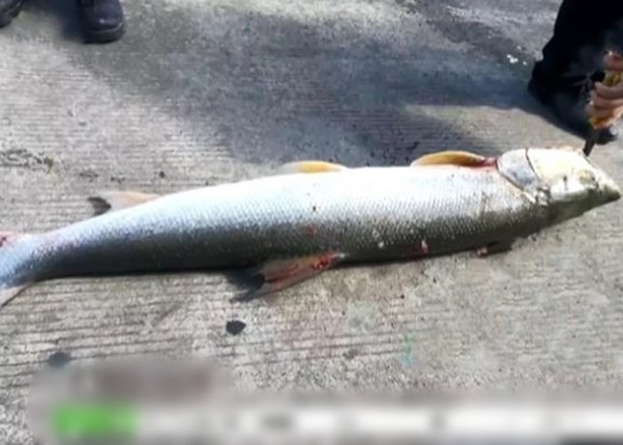 ݷخ˹ھ1.4׳͹ Ϊġh㡱