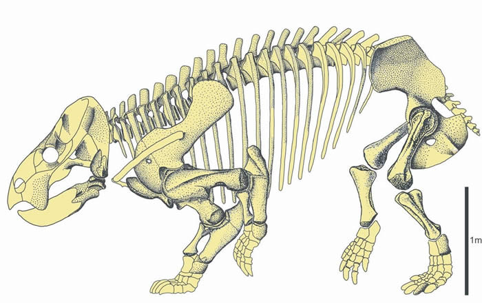 СĲ鶯׶Lisowicia bojani ʱŸս޴