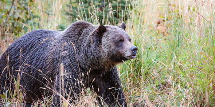 加拿大育空地区男子途中射杀灰熊 回家后惊见妻女陈尸小木屋外