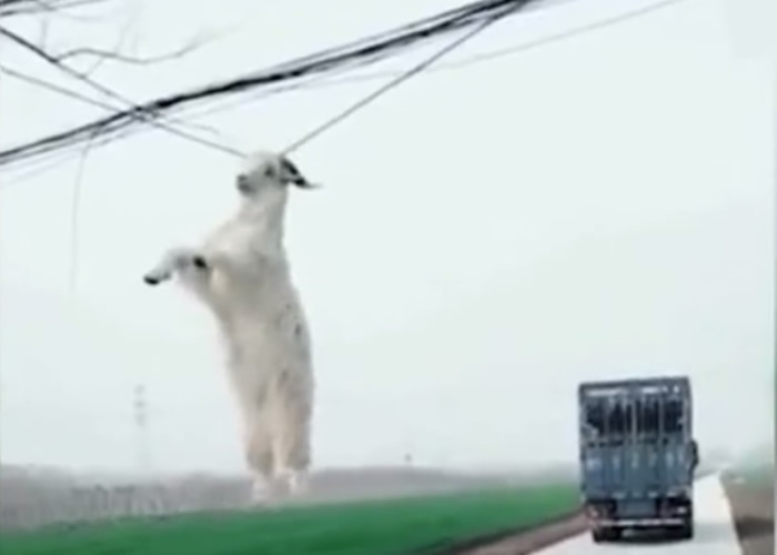 货车转弯时,不慎将车上的一只羊挂在电线上。