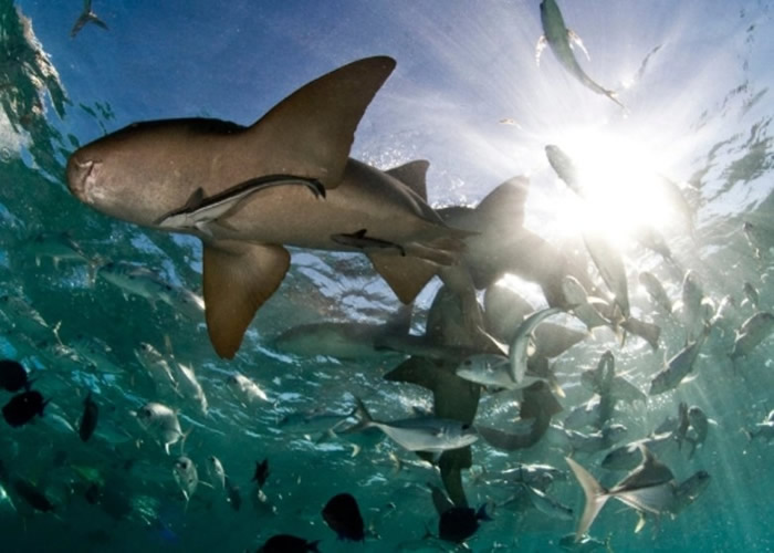 ���޳�������ҧ���¼���