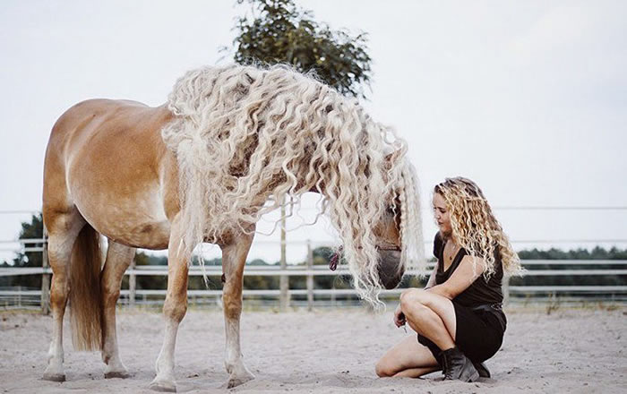 ������һƥ�������˹�ṫ���Ĺ����ָ���