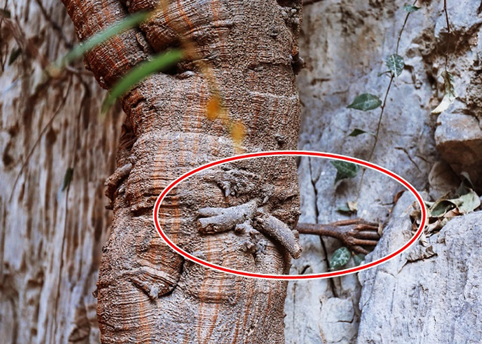 菩提树的一枝树干长出如同“佛手”(红圈示)的形态。