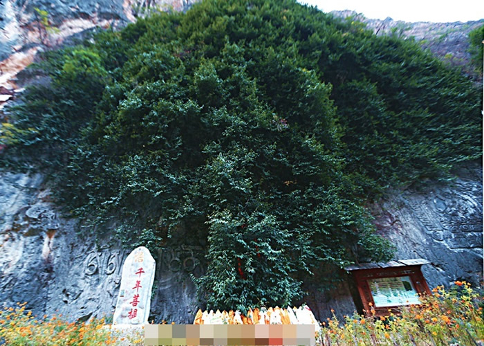 拥有逾3000年历史的“凤凰菩提树”依山而立,枝干及树叶覆盖半幅崖壁。