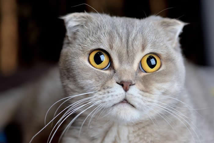 ڼè֮ĳëƤصĹЩδΪëΪҺҺƤϸ PHOTOGRAPHY BY SHU