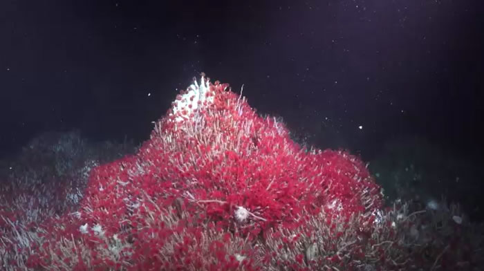 太平洋3800米海底深处发现前所未知之生态系统