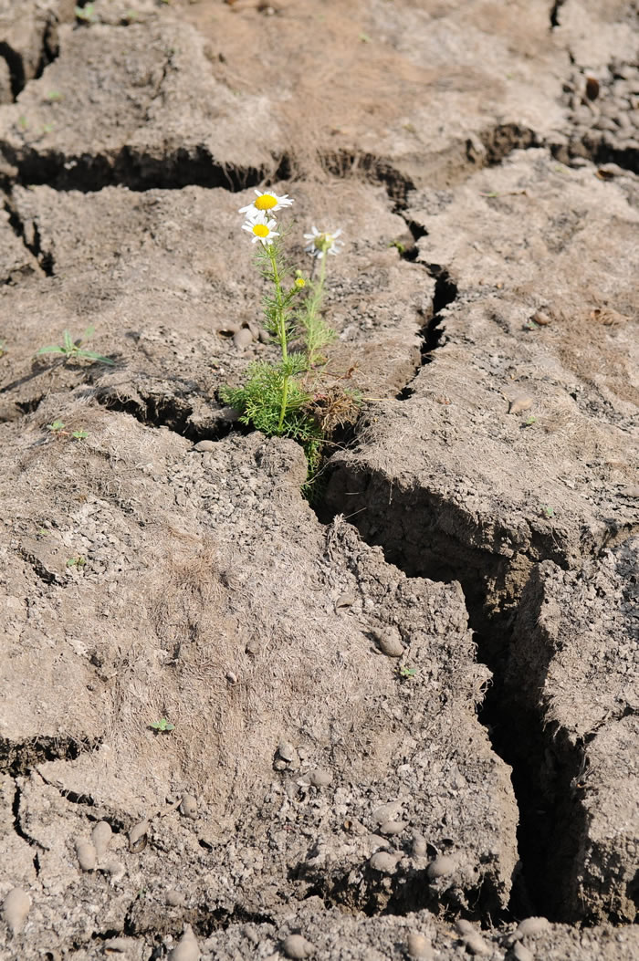 中国科学家提出宏大工程:把火星上的沙地变成肥沃土壤