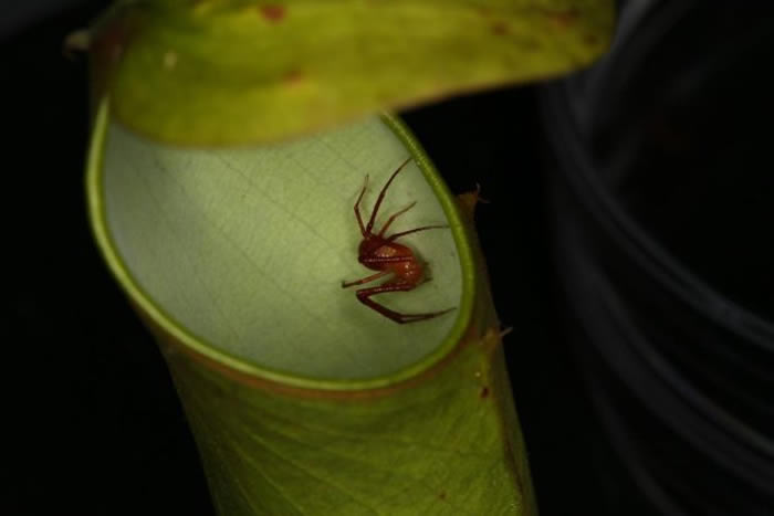 һֻݻһСݵĲڣŲ׽ PHOTOGRAPH BY WENG NGAI LAM, NATIONAL UNIVERSITY OF