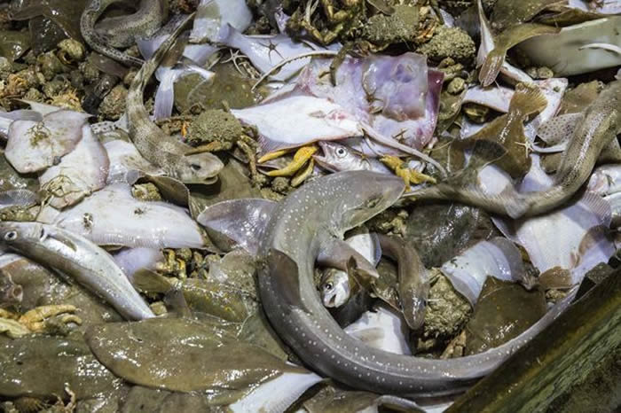 欧洲海洋保护区(MPAs)网络并不是曾经认为的那样能有效地保护海洋生物多样性