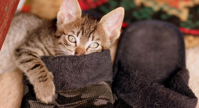 ����˹�Ͱµ���һ������Ԥ����è������������з�