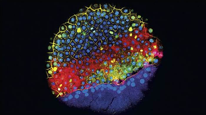 ��̥�������ڵİ�������̥��ӫ���־��ͻ����������ϸ������Щ����������ȷ�����Ǳ�ɵ�ϸ�����ͣ�ͼƬ����Jeffrey Farrell, Schier Lab/H