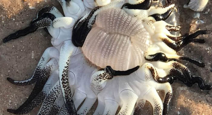 西澳大利亚海滩惊现触须密密麻麻的神秘海洋怪物 生物学家称是海葵