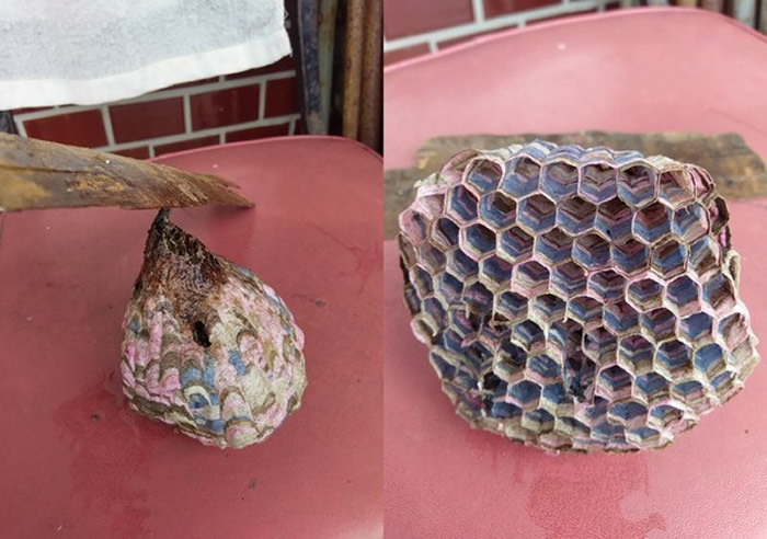 蜂巢惊见诡异粉蓝 网友劝千万不能吃:长脚蜂的巢