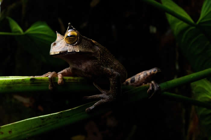 ܣGastrotheca cornutaҹ࣬Ϣڱõȴڲ㡣ܵʧԼڶ϶ܵʧ