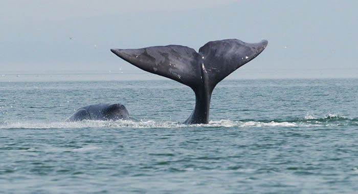 ���ʻ�����֯��ɫ��ƽ���ձ��ָ���ҵ���������ù�û�и��Ϲ������Ĳ���