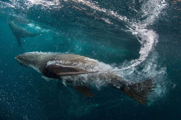 阿根廷南部海岸外雅加内斯海洋公园的水里,南美洲海狗从国家地理原始海洋计划的潜水人员身边滑过。 PHOTOGRAPHY BY ENRIC SALA, NATION