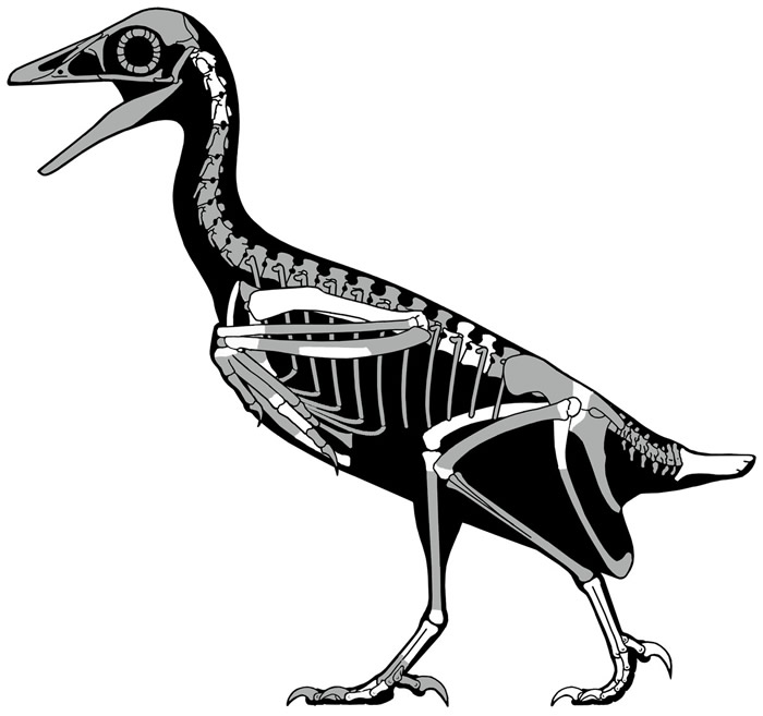 最完整的北美反鸟化石与现代鸟类具有相似的空气动力结构