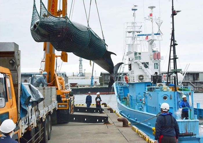 日本捕杀的鲸鱼以非濒危的小须鲸和南极小须鲸为主。