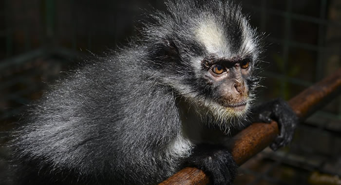 Խ�ϺӾ�ʡ6������ɱ�ͳԱ�Σ����Ҷ�ﱻ��������