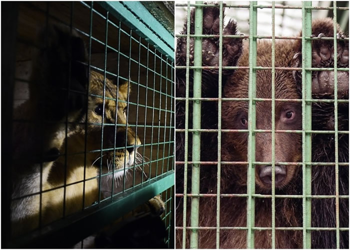 �ӻ���������ʨ�Ӻ����ܡ�