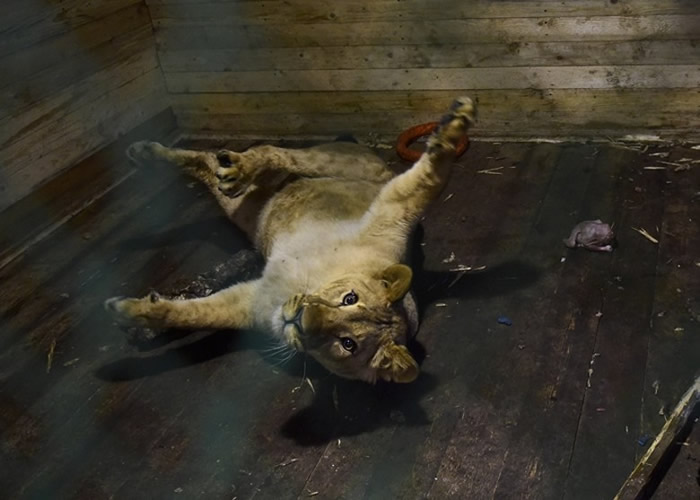 �ӻ����ڵ�ĸʨ��