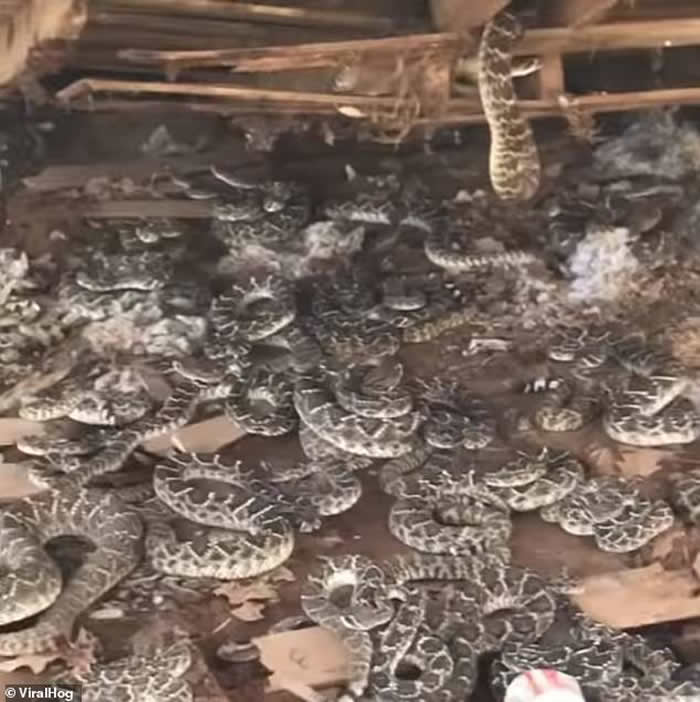 ��������ʥ�������ũ���ذ��²���36������