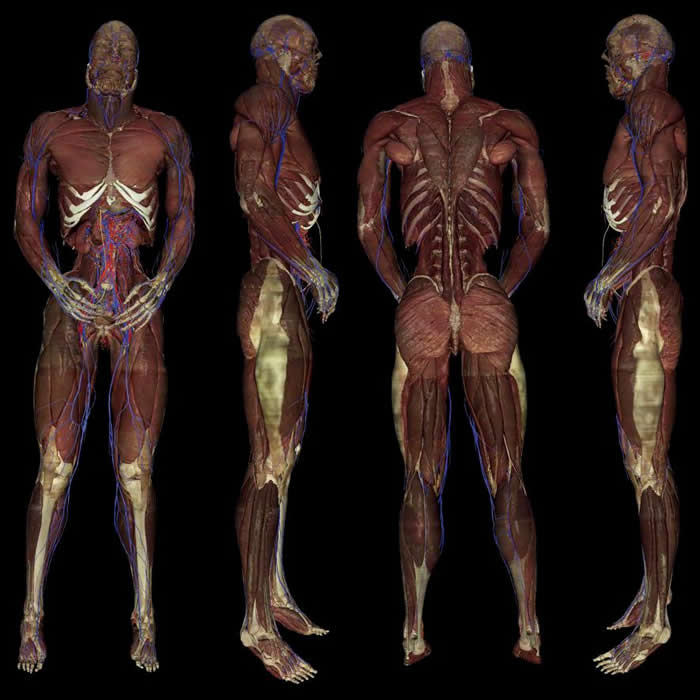 ����߽����ȵ�������λ����Ӱ��ͼ������ά�˶࣮ʷ����Vic Spitzer����������������ˣ�David Whitlock���ڿ��������ѧҽѧ����������Ҳ����