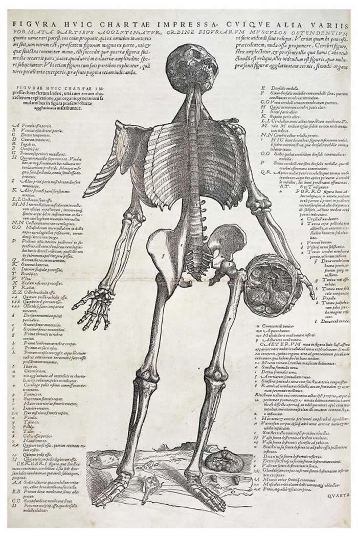 �������һ�������ֳ�ͷ�ǡ�����ע�ǵ�ľ�滭��ȡ�԰�������˹��ά����1543�������������Ĺ��졷��De Humani Corporis Fabrica��һ�顣