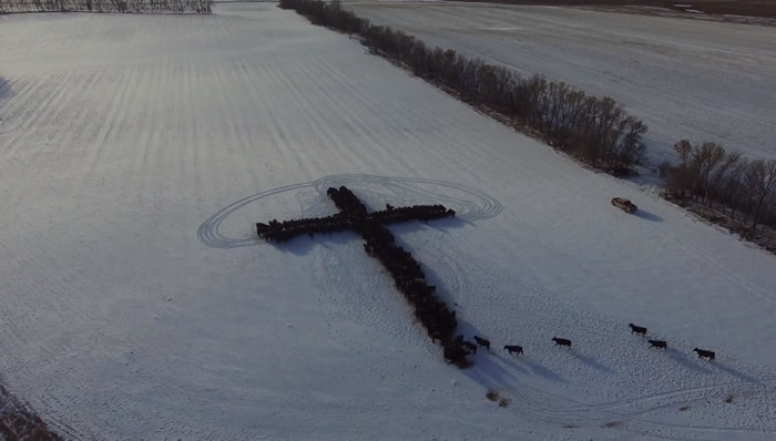 ����������ʥ����300ͷţ���г�ʮ�ּ���״