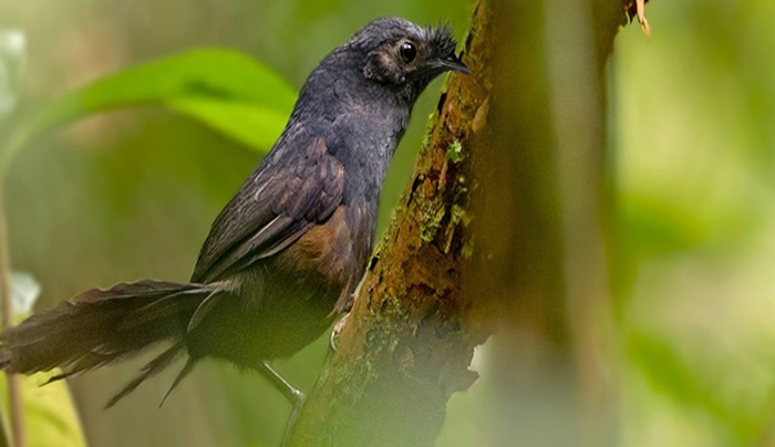 地球上最珍稀的鸟类“斯氏须额窜鸟”时隔23年再度现身巴西