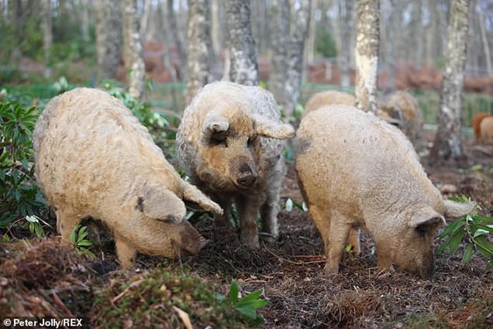 英国苏格兰城镇比尤利一群“披着羊皮的猪”——匈牙利绵羊猪