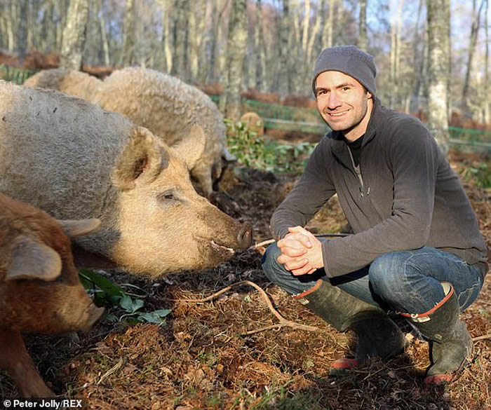 英国苏格兰城镇比尤利一群“披着羊皮的猪”——匈牙利绵羊猪