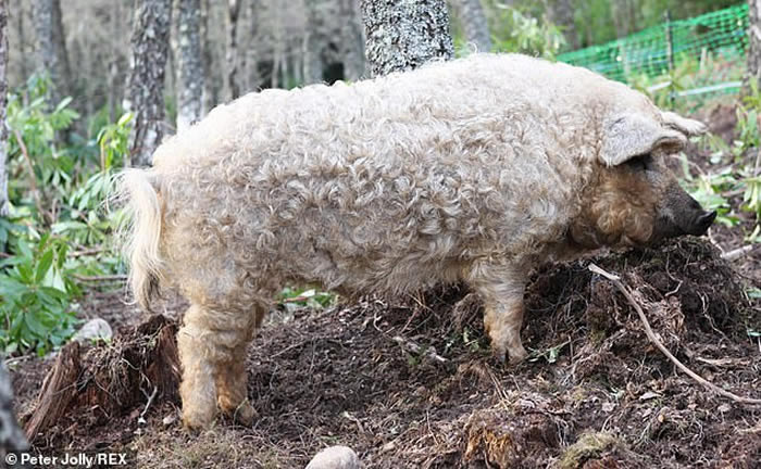 英国苏格兰城镇比尤利一群“披着羊皮的猪”——匈牙利绵羊猪