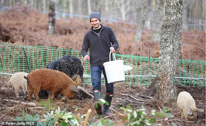 英国苏格兰城镇比尤利一群“披着羊皮的猪”——匈牙利绵羊猪