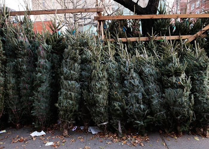 �ѽڹ����ʥ��������������֮�ء�