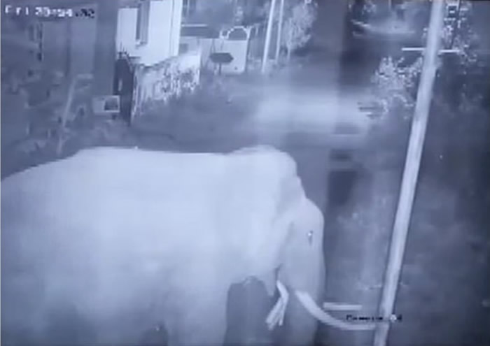 ӡ���ϲ���ӡ����סլ����7ֻ��������