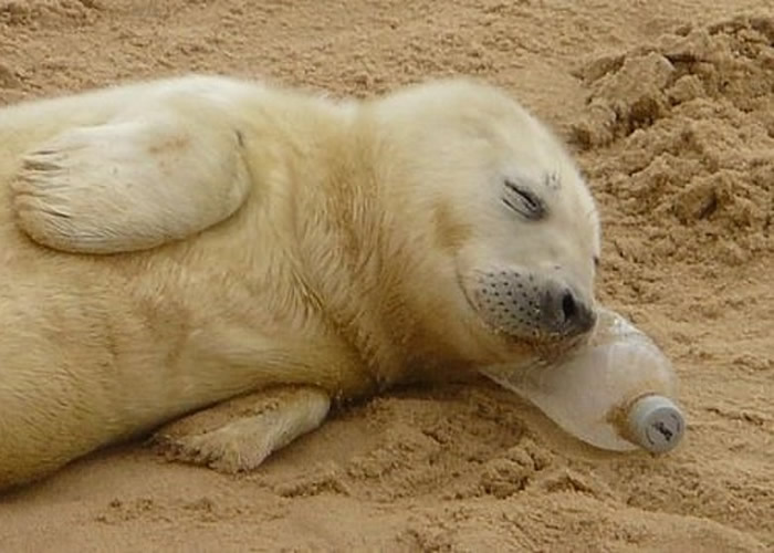 Ӣ��ŵ���˿��Ļ�������̲һֻ����������ĳ����Һ���������ƿ����ͷ