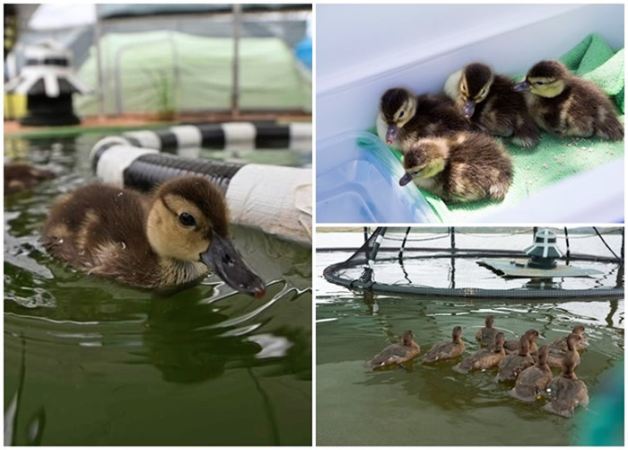 �������彫һ���������������˹��ǱѼ�Ź���硣