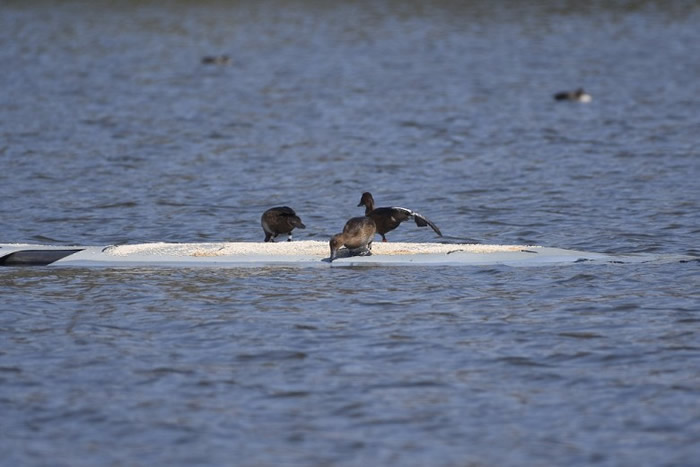 �Ź�Ұ��������˹��ǱѼ����Ӧ�����Ǻ��Ļ�����