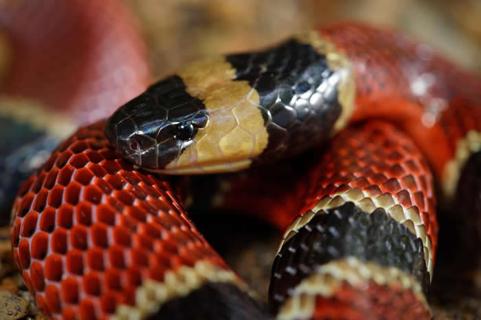 ɺߣMicrurus nigrocinctusͨС࣬һδҰֵⷢ֡ PHOTOGRAPH BY MATTHIEU BERR