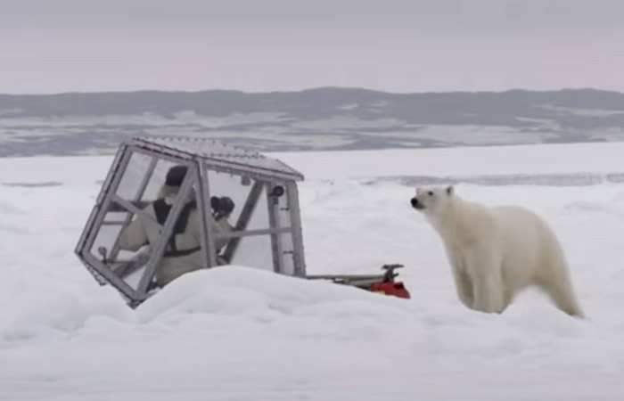 英国野生动物摄影师Gordan Buchanan在加拿大极地玻璃舱内近距离拍摄北极熊