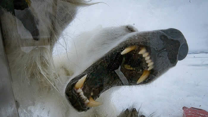 英国野生动物摄影师Gordan Buchanan在加拿大极地玻璃舱内近距离拍摄北极熊